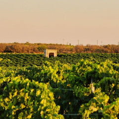 Italian wine - Rallo