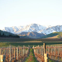 V Sauvignon Blanc
