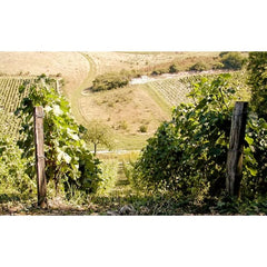 Emile Balland, Sancerre Croq Caillotte Vineyard