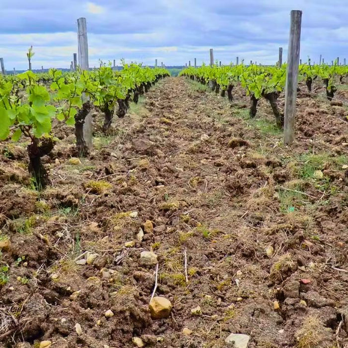 Emile Balland, Sancerre Croq Caillotte Vineyard