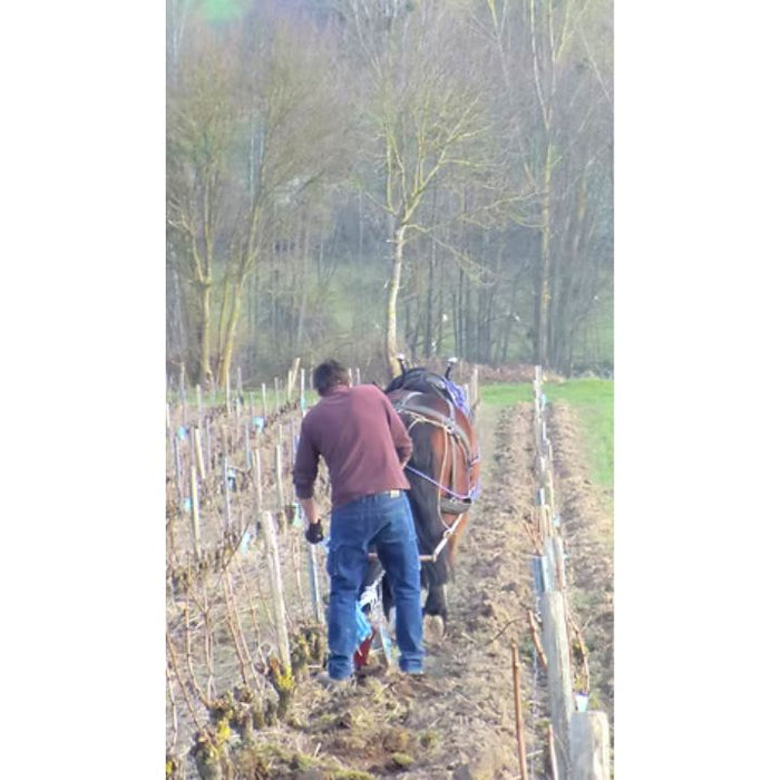 Emile Balland, working the land with the help of a horse in Sancerre Croq Caillotte Vineyard