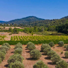 Estandon Vignerons Vineyard